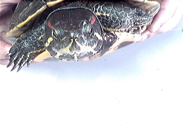 Schildpad foto 1