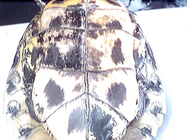 Schildpad foto 2