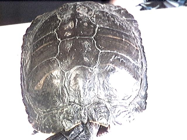 Schildpad foto 3